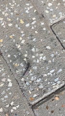 Lampropholis delicata