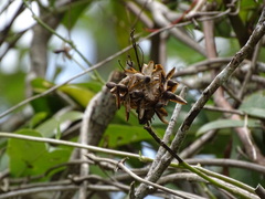 Ipomoea corymbosa