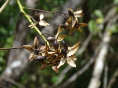 Ipomoea corymbosa