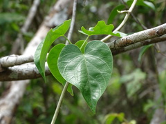 Ipomoea corymbosa
