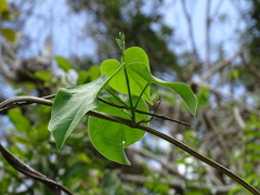 Ipomoea corymbosa
