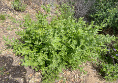 Acourtia microcephala