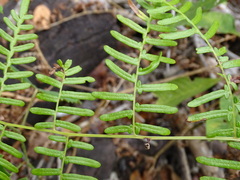 Pteridium caudatum