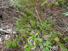 Pteridium caudatum