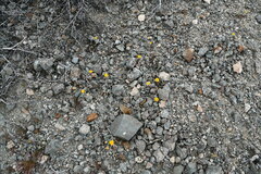 Trichoptilium incisum