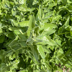 Acourtia microcephala