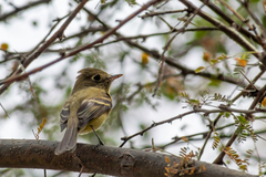 Empidonax occidentalis