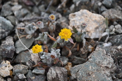 Trichoptilium incisum