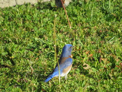 Sialia mexicana