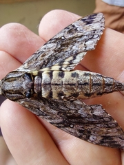 Agrius godarti