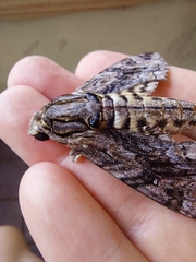 Agrius godarti