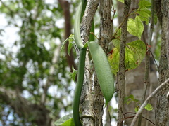 Vanilla insignis