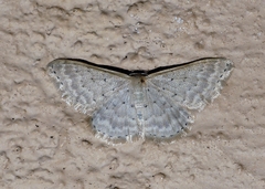 Idaea philocosma