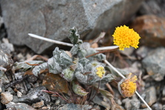 Trichoptilium incisum