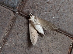 Agrius godarti