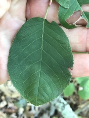 Amelanchier canadensis