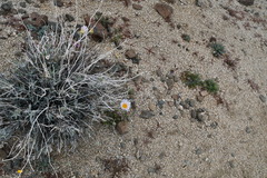 Xylorhiza