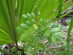 Cenostigma gaumeri