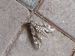Agrius godarti