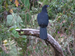 Chamaepetes unicolor