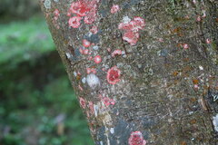 Herpothallon