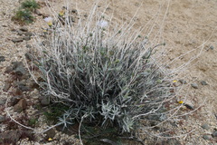 Xylorhiza
