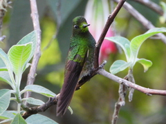 Boissonneaua flavescens