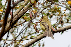 Empidonax occidentalis