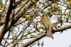 Empidonax occidentalis