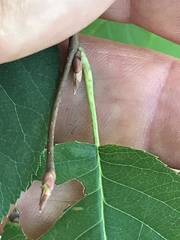 Amelanchier canadensis