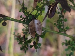 Bossiaea obcordata