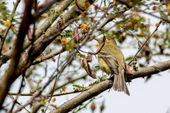 Empidonax occidentalis
