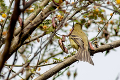 Empidonax occidentalis