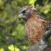 California Red-shouldered Hawk - Photo (c) Kathleen L. Ryan, some rights reserved (CC BY-NC), uploaded by Kathleen L. Ryan