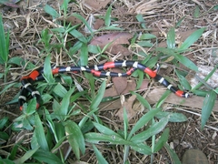 Micrurus lemniscatus helleri