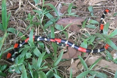 Micrurus lemniscatus helleri