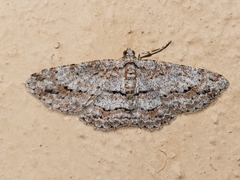 Didymoctenia exsuperata