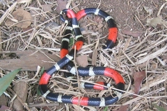 Micrurus lemniscatus helleri