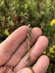 Anthenantia rufa