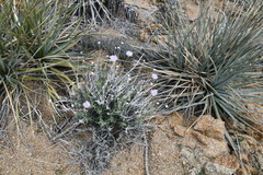 Xylorhiza