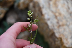 Caulanthus lasiophyllus
