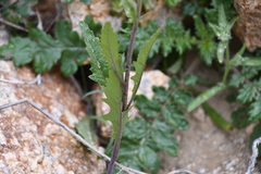 Caulanthus lasiophyllus