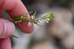 Caulanthus lasiophyllus