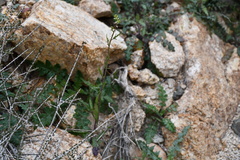 Caulanthus lasiophyllus