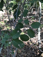 Amelanchier canadensis