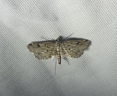 Parapoynx allionealis