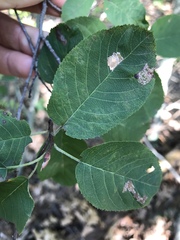 Amelanchier canadensis