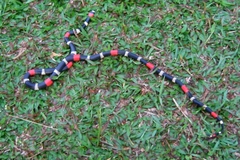 Micrurus lemniscatus helleri