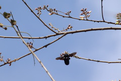 Coursetia glandulosa