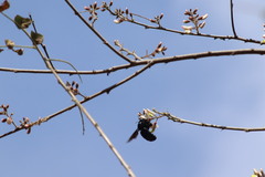 Coursetia glandulosa